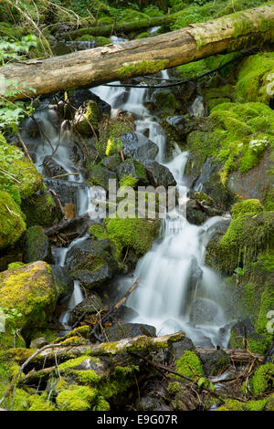 Cascade de Mt. Rainier National Park Banque D'Images