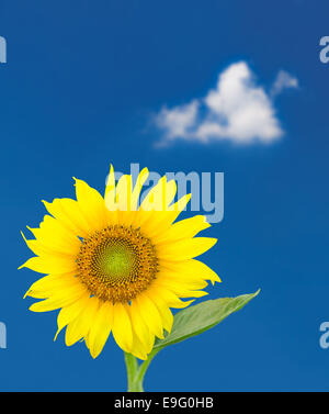 Fleurs de tournesol unique contre le ciel bleu Banque D'Images