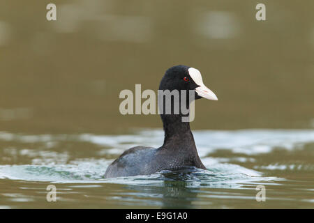 Foulque macroule Fulica atra [noir] Banque D'Images