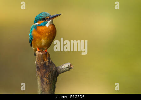 (Commun) [kingfisher Alcedo atthis] Banque D'Images