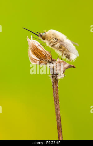 Mouches abeilles [Famille] â€" Banque D'Images