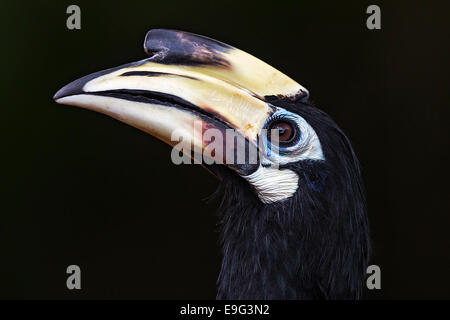 Close-up d'une femelle adulte Oriental Pied Hornbill (Anthracoceros albirostris) en captivité, le Parc ornithologique de Jurong, à Singapour Banque D'Images