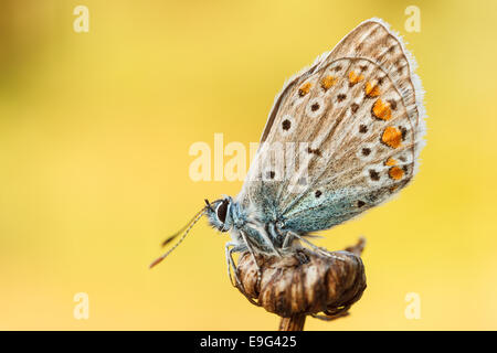 Gossamer-winged butterfly Banque D'Images