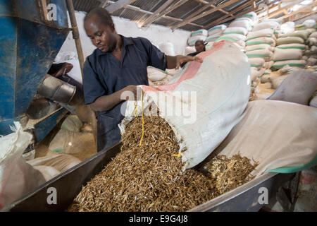 L'usine de traitement d'alimentation poulet à Dar es Salaam, Tanzanie, Afrique de l'Est. Banque D'Images