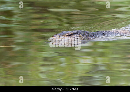 Contrôle de l'eau de Malaisie (Varanus salvator) utilise sa langue fourchue au sens de quelle direction un parfum est à venir Banque D'Images