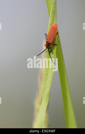 Net-Winged (Lygistopterus sanguineus) beetle Banque D'Images