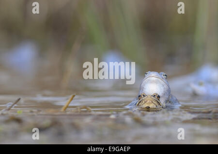 Moor Frog (Rana arvalis), femelle et mâle Banque D'Images