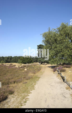 Les landes, Westruper Heide, Haltern, Allemagne Banque D'Images