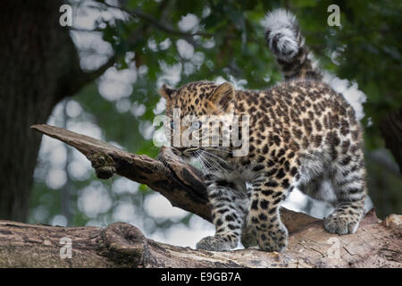 15 Semaines Panthère cub. Banque D'Images