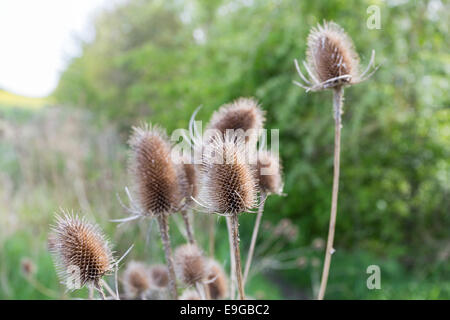 Cardère sèche hérissés chefs (Dipsacus fullonum) croissant dans la campagne anglaise Banque D'Images