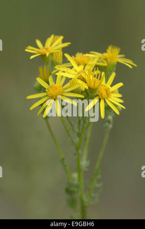 Séneçon jacobée benweed, Allemagne, (Senecio jacobaea) Banque D'Images