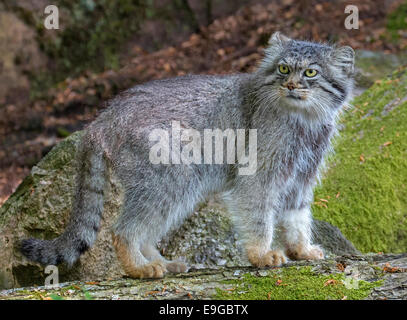 Chat de Pallas Banque D'Images