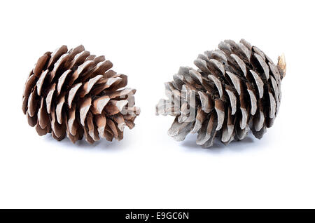 Fir cone isolé sur fond blanc Banque D'Images