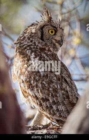 Spotted Eagle-owl (Bubo africanus) perché dans le rejeton d'un arbre sur l'île, le Botswana Kubu Banque D'Images