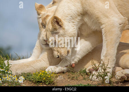 Deux jeunes lions blancs. Banque D'Images