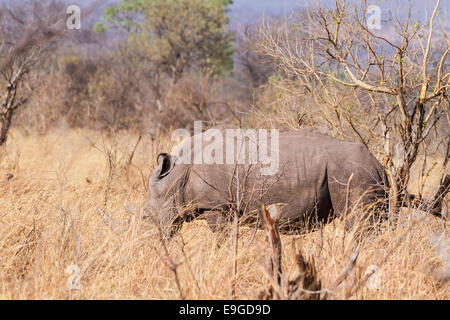 Le rhinocéros blanc (Ceratotherium simum) alimentation dans des maquis en parc national de Mosi-oa-Tunya près de Victoria Falls, Livingstone, Zambie Banque D'Images