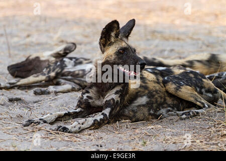 Chien sauvage d'Afrique (Lycaon pictus) reposant à l'ombre après la chasse Banque D'Images