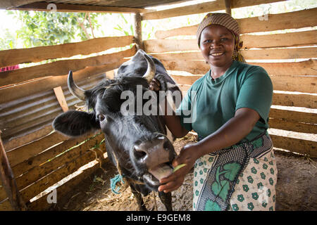 Petit agriculteur avec une vache à Arusha, Tanzanie, Afrique de l'Est. Banque D'Images