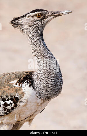 Homme outarde Kori (Ardeotis kori), le plus grand oiseau volant originaire des régions de l'Afrique et l'homme peut être le plus gros animal vivant capable de voler. Banque D'Images