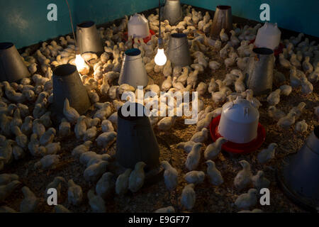 Ferme d'élevage de poulets à Arusha, Tanzanie, Afrique de l'Est. Banque D'Images