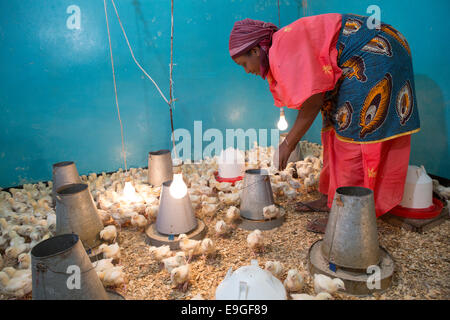 Ferme d'élevage de poulets à Arusha, Tanzanie, Afrique de l'Est. Banque D'Images