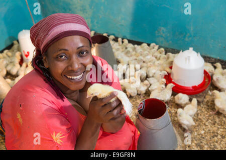 Ferme d'élevage de poulets à Arusha, Tanzanie, Afrique de l'Est. Banque D'Images