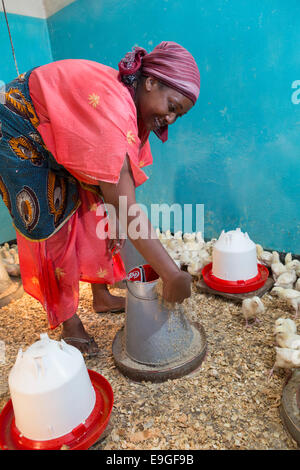 Ferme d'élevage de poulets à Arusha, Tanzanie, Afrique de l'Est. Banque D'Images