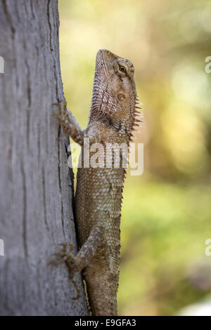 Libre d'un jardin oriental (lézard Calotes versicolor) à un arbre Banque D'Images