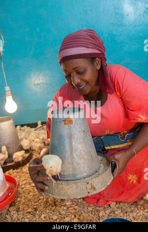 Ferme d'élevage de poulets à Arusha, Tanzanie, Afrique de l'Est. Banque D'Images