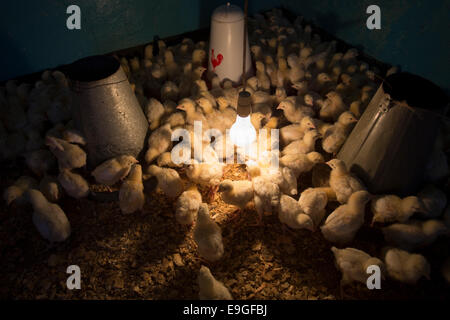 Ferme d'élevage de poulets à Arusha, Tanzanie, Afrique de l'Est. Banque D'Images