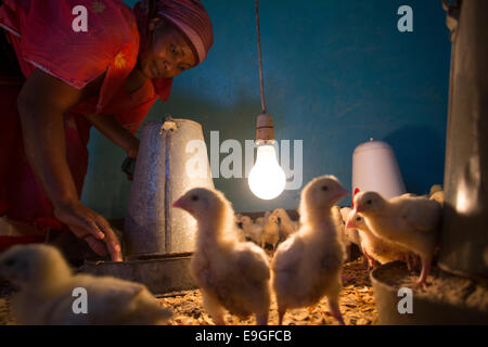 Ferme d'élevage de poulets à Arusha, Tanzanie, Afrique de l'Est. Banque D'Images