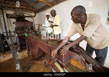 Les agriculteurs d'exploiter une machine à café de pâte Orinde Farmers' Cooperative Society de Rachuonyo Sud, Kenya. Banque D'Images