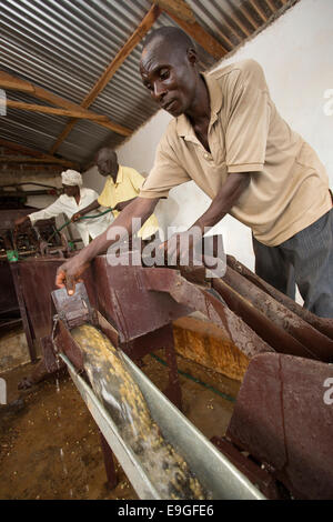 Les agriculteurs d'exploiter une machine à café de pâte Orinde Farmers' Cooperative Society de Rachuonyo Sud, Kenya. Banque D'Images