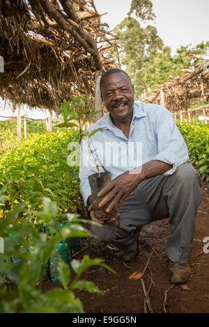 Un fermier gère le café plants dans la pépinière à Kabondo Rachuonyo au sud, au Kenya. Banque D'Images