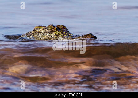 Close-up of crocodile du Nil (Crocodylus niloticus) Banque D'Images