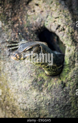 L'eau de Malaisie Varan (Varanus salvator) émerge d'un trou dans un arbre de la mangrove Banque D'Images