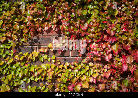 Close-up de vigne vierge (Parthenocissus quinquefolia) contre un mur de brique et le tournant du vert au rouge en automne. Banque D'Images