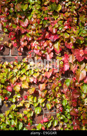 Close-up de vigne vierge (Parthenocissus quinquefolia) contre un mur de brique et le tournant du vert au rouge en automne. Banque D'Images