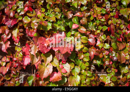 Close-up de vigne vierge (Parthenocissus quinquefolia) contre un mur de brique et le tournant du vert au rouge en automne. Banque D'Images