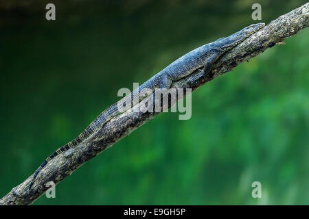 L'eau de Malaisie Varan (Varanus salvator) dormir sur un arbre de la mangrove Banque D'Images