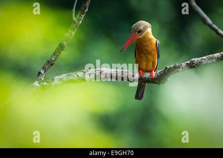 Stork-billed kingfisher (Pelargopsis capensis) la chasse dans une mangrove Banque D'Images