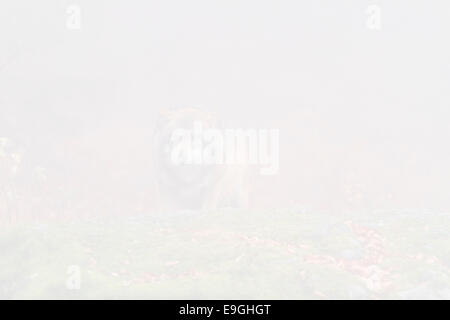 Un loup gris mâle en captivité se dresse sur un rocher dans une forêt brumeuse, Parc National de la forêt de Bavière, Allemagne Banque D'Images