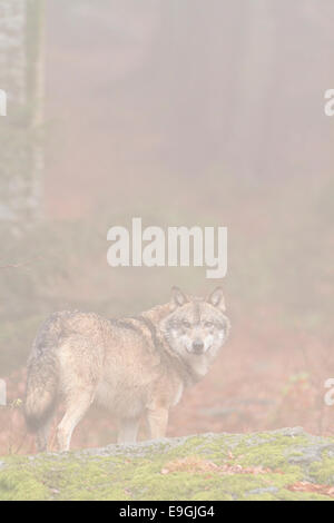 Un loup gris mâle en captivité se dresse sur un rocher dans une forêt brumeuse, Parc National de la forêt de Bavière, Allemagne Banque D'Images