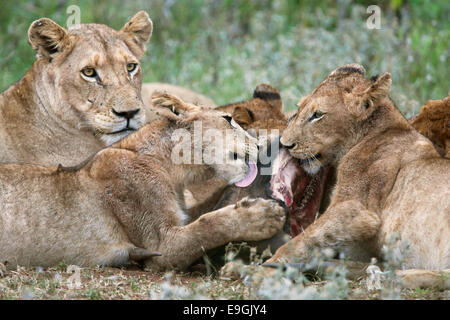 Les Lions, Panthera leo, gnous sur kill, Kruger National Park, Afrique du Sud Banque D'Images