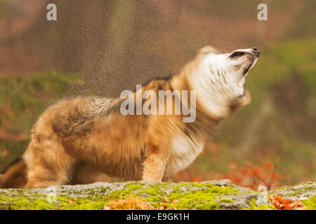 Loup gris mâle en captivité ébranle la pluie de sa fourrure, le Parc National de la forêt de Bavière, Allemagne Banque D'Images