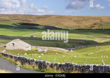 Dales traditionnel paysage dans le Yorkshire Dales National Park près de Malham, North Yorkshire, England, UK Banque D'Images