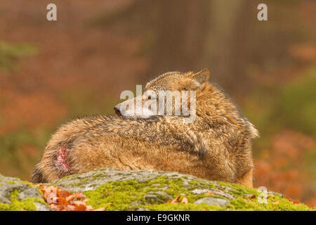 Loup gris mâle captif avec un croupion blessés repose paisiblement sur un rocher, le Parc National de la forêt bavaroise, Allemagne Banque D'Images