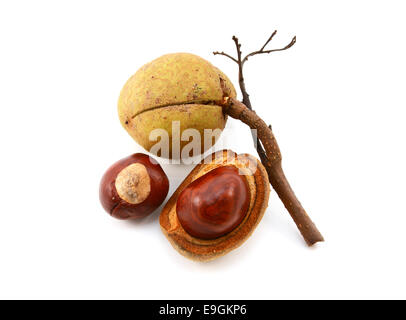 Cas des graines lisses et conkers à partir d'un cheval rouge marronnier, isolé sur fond blanc Banque D'Images