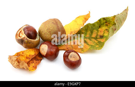 Feuillage d'automne jaune et vert, d'un marronnier rouge avec conkers et lisse des cas de semences, isolé sur fond blanc Banque D'Images