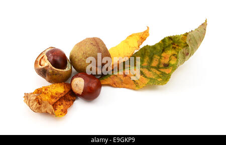 Les feuilles d'automne avec conkers et lisse caractéristique à partir d'un cas de semences marronnier rouge, isolé sur fond blanc Banque D'Images